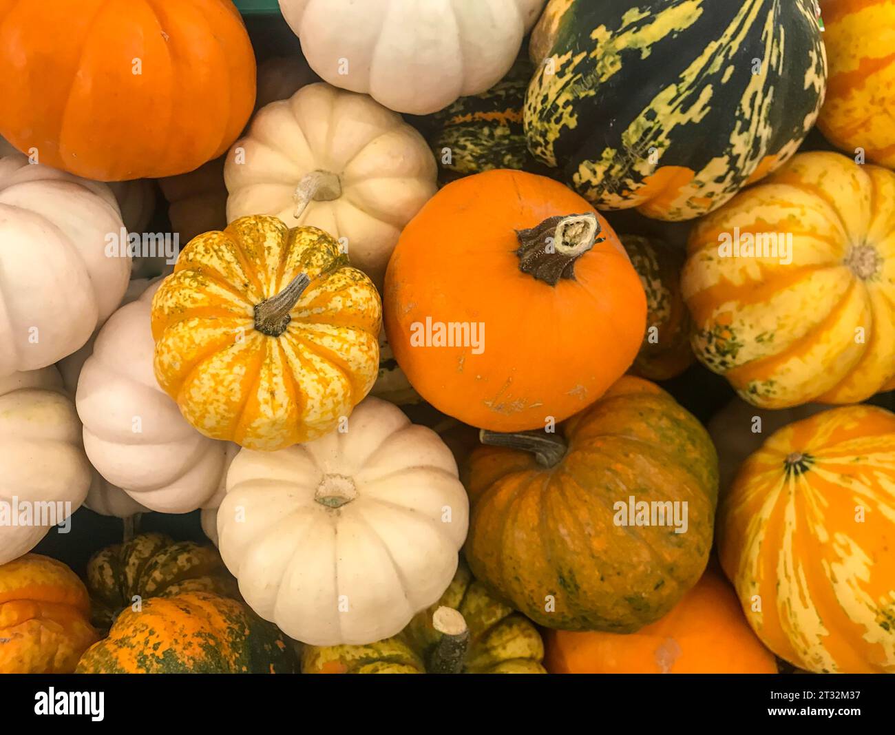 Assortimento di zucche e zucche come sfondo colorato senza cuciture Foto Stock