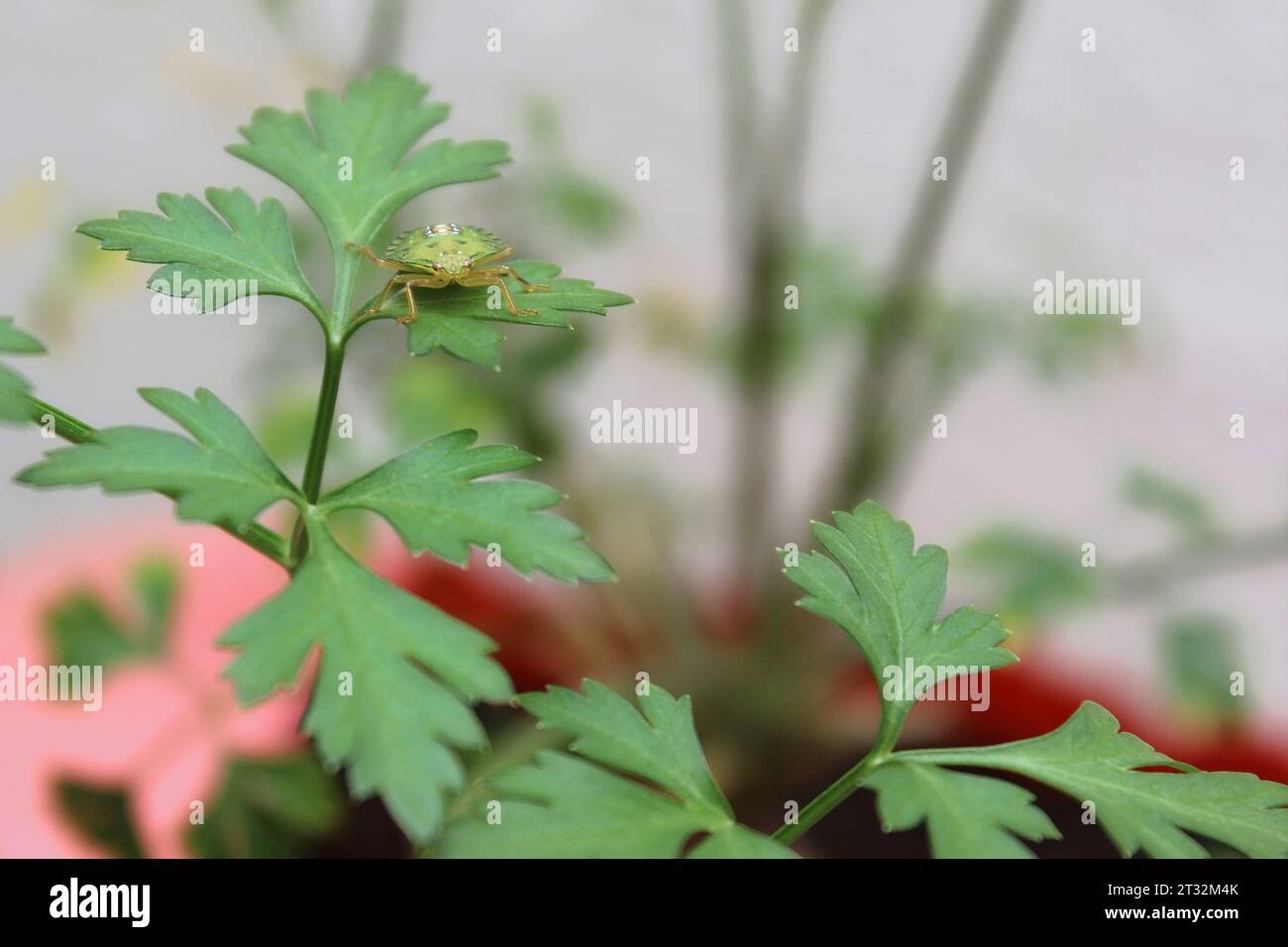 Insetto puzzolente Nezara Viridula, della famiglia dei pentatomidi, sulla foglia di una pianta di prezzemolo in un orto. Insetto comunemente noto come bug verde puzzolente Foto Stock