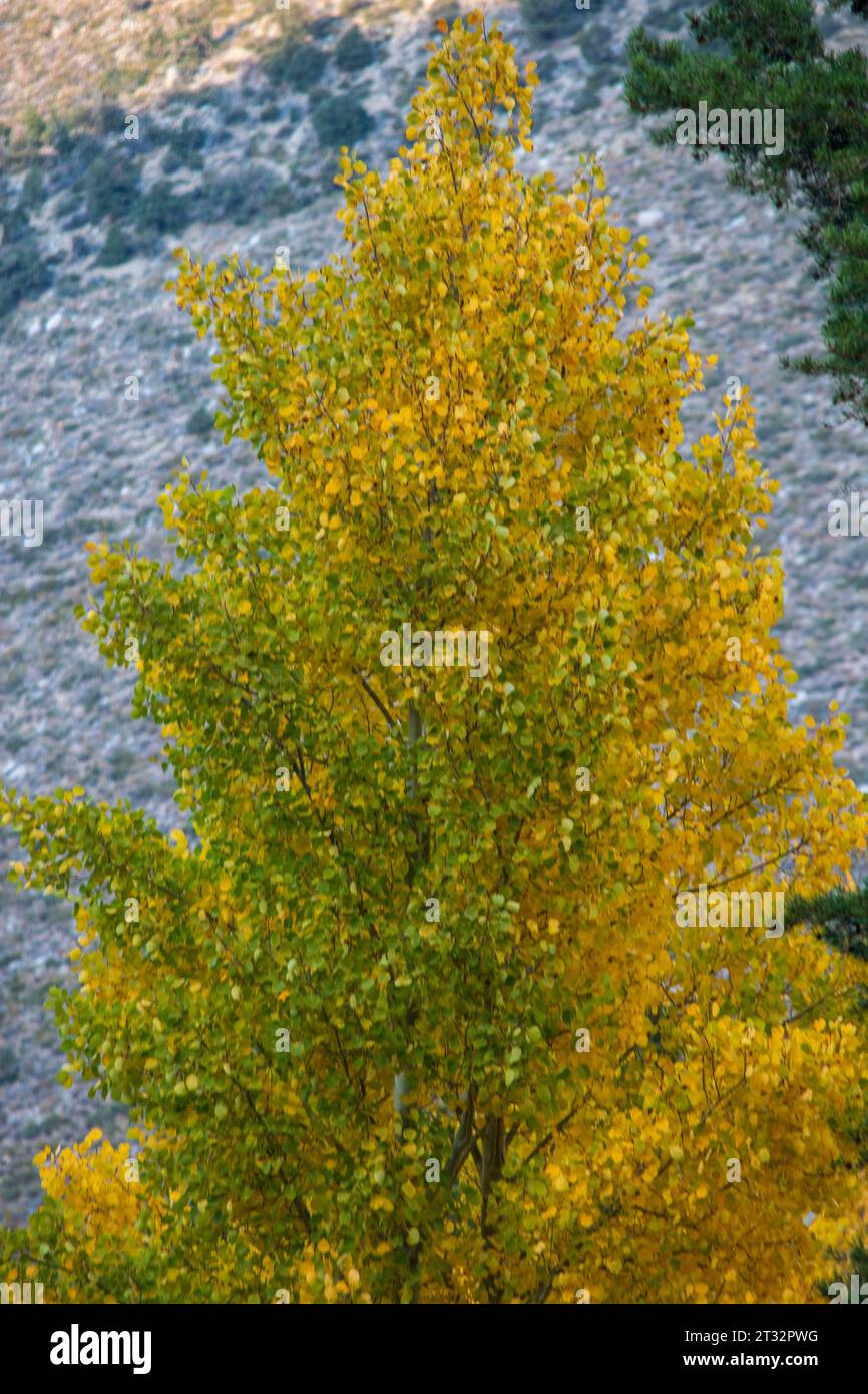 Il colore autunnale lungo South Fork Bishop Creek nella Sierra orientale in California può essere piuttosto vivace. Foto Stock