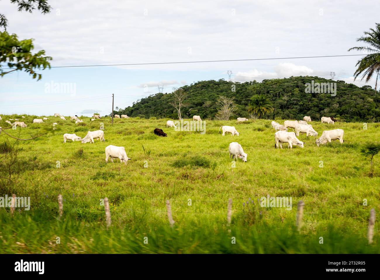 Santo Amaro, Bahia, Brasile - 12 giugno 2022: Il bestiame viene visto in un pascolo di erba verde che si nutre dell'erba. Città di Santo Amaro, Bahia. Foto Stock