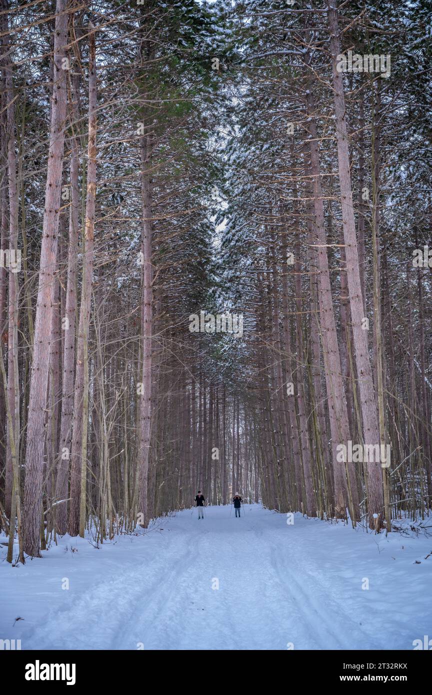 Coppie che sciano nella foresta di Pine Grove durante l'inverno, Ottawa, Ontario, Canada Foto Stock