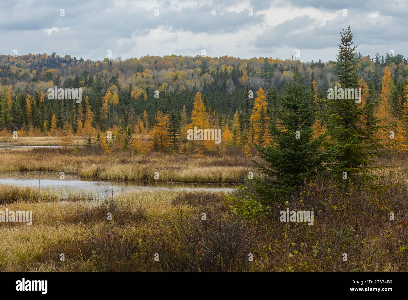 La bellezza panoramica degli alberi di tamarack dorati di arancio nella foresta del Parco Algonquin in autunno Foto Stock