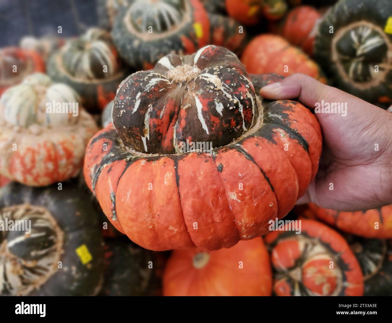 La forma a forma di farfalla di colore arancione della zucca Turban di Turk Foto Stock