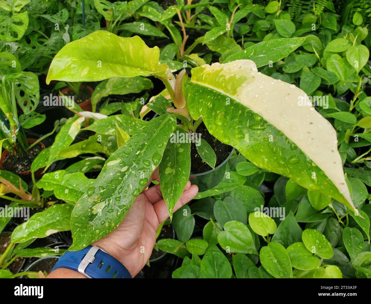 Splendide foglie variegate bianche e verdi dell'anello di fuoco Philodendron Foto Stock