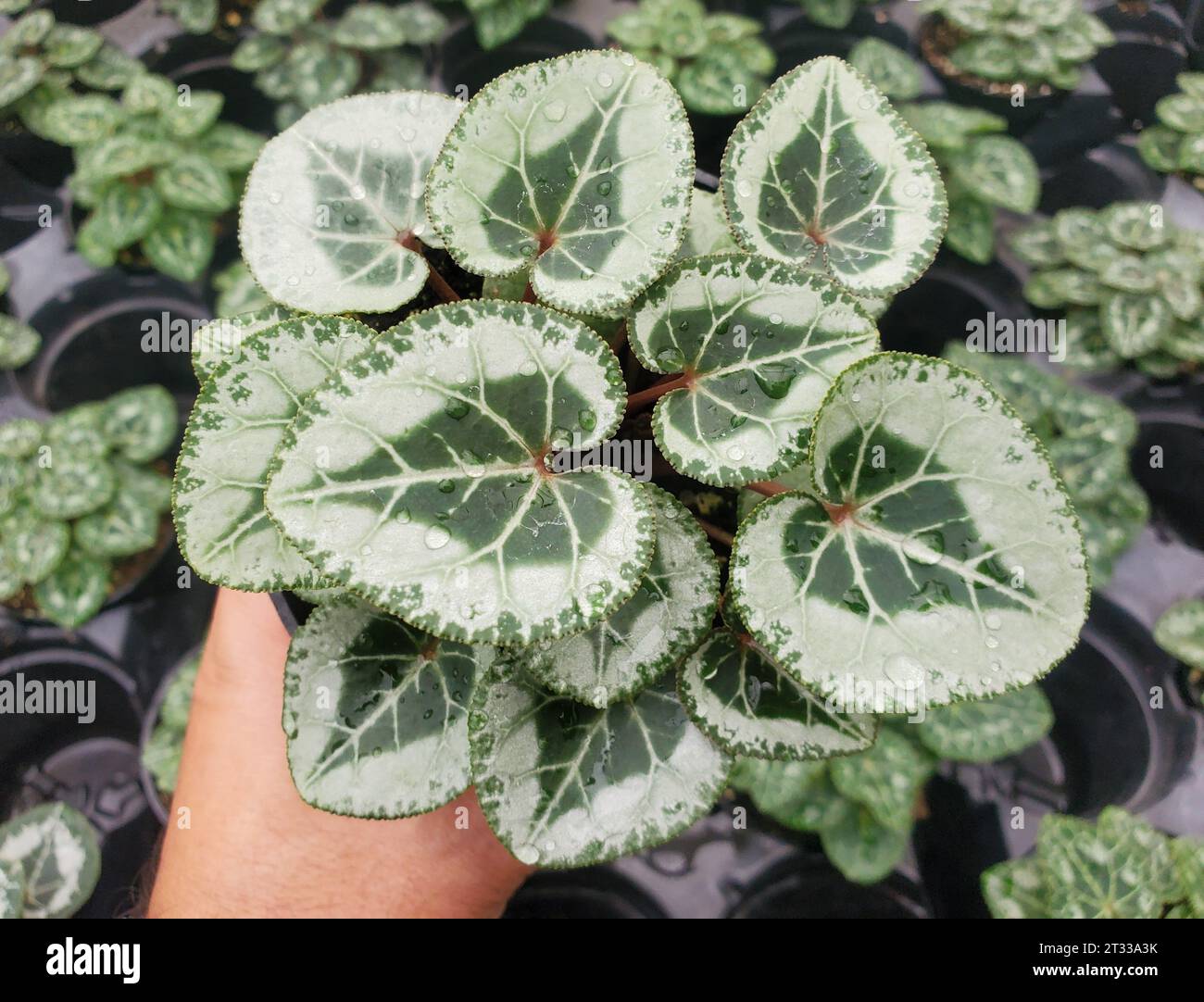 Le foglie di ciclamino variegate bianche e verdi Foto Stock