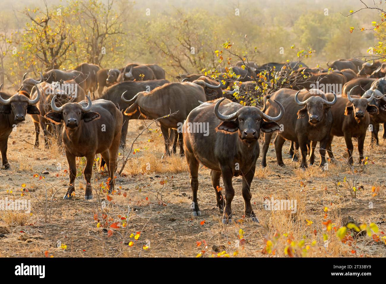 Grande mandria di bufali africani (Syncerus caffer), Kruger National Park, Sudafrica Foto Stock