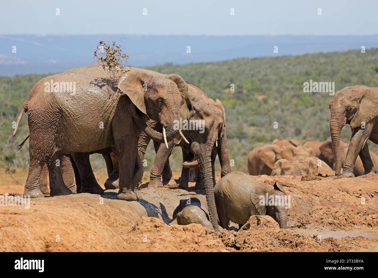 Giovani elefanti africani (Loxodonta africana) che giocano nel fango, Addo Elephant National Park, Sudafrica Foto Stock