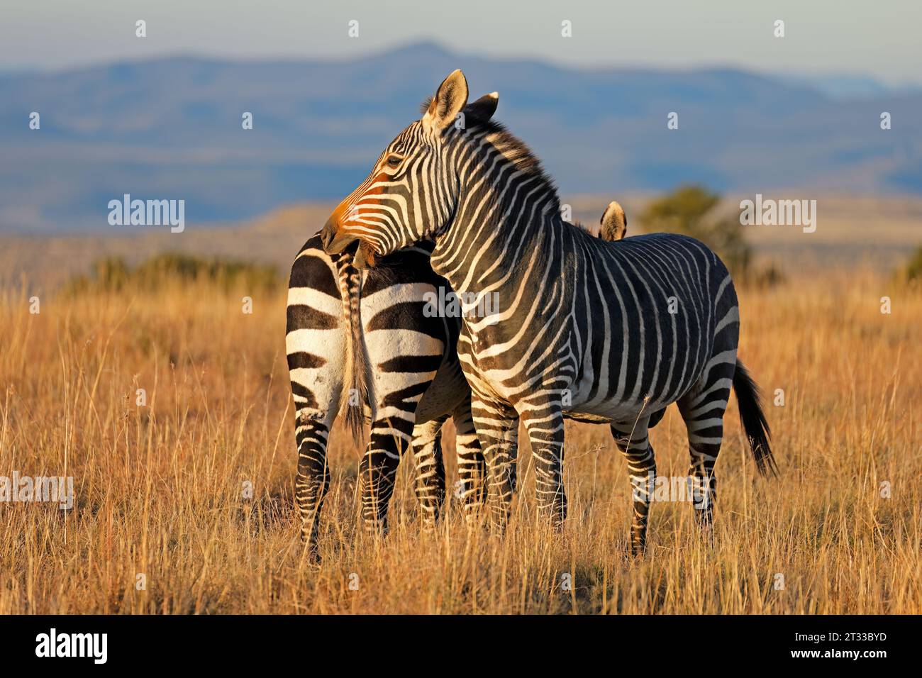 Due zebre di montagna del Capo (Equus zebra) al tramonto, Mountain Zebra National Park, Sudafrica Foto Stock
