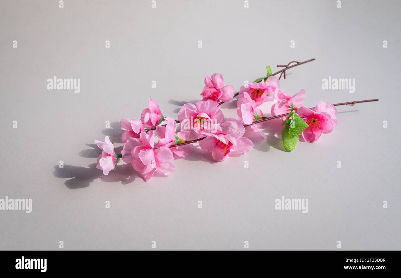 Plum Blossom su sfondo bianco. Simbolo per il Capodanno cinese. Foto Stock