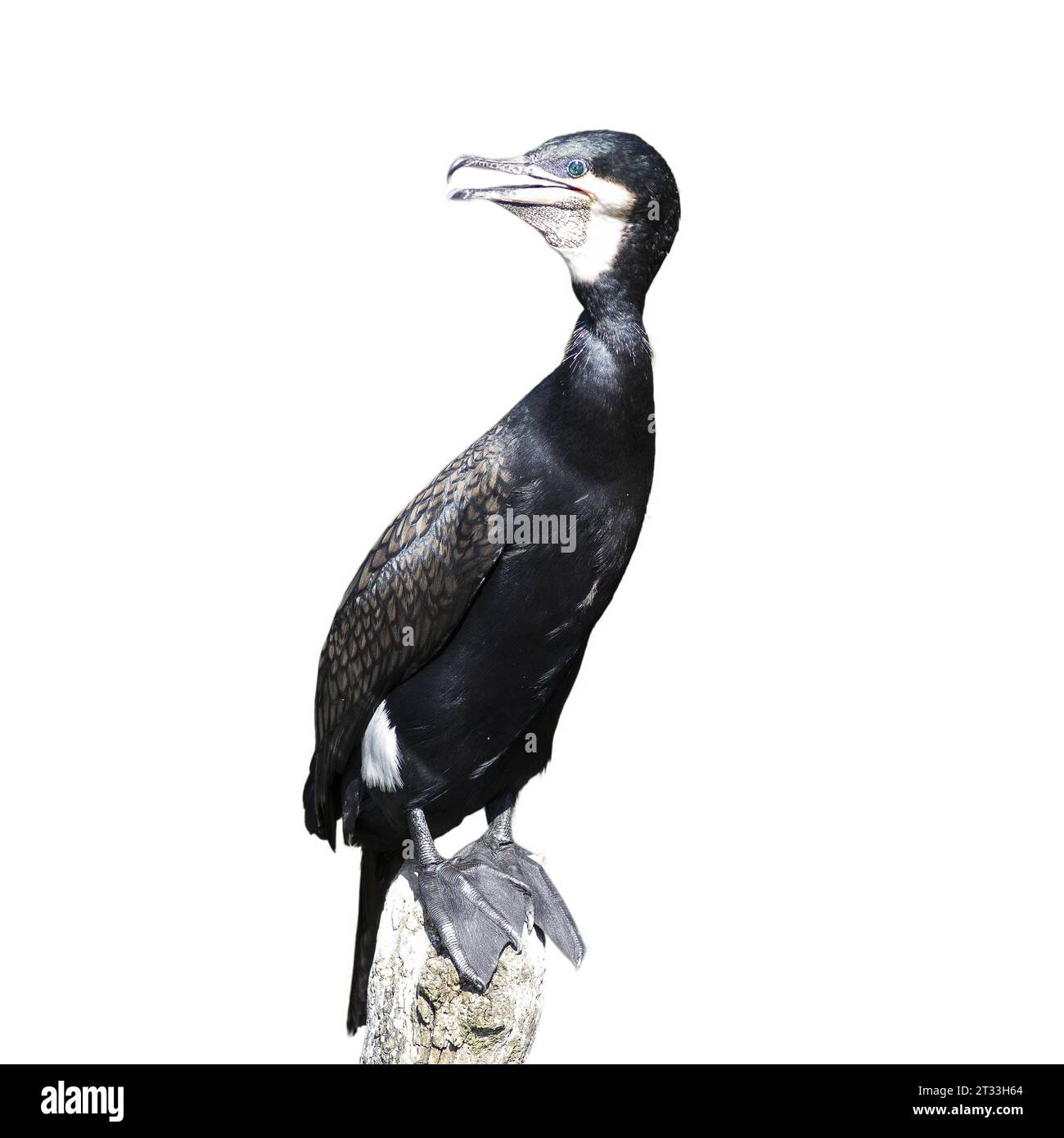 un cormorano su un tronco di legno con uno sfondo trasparente Foto Stock