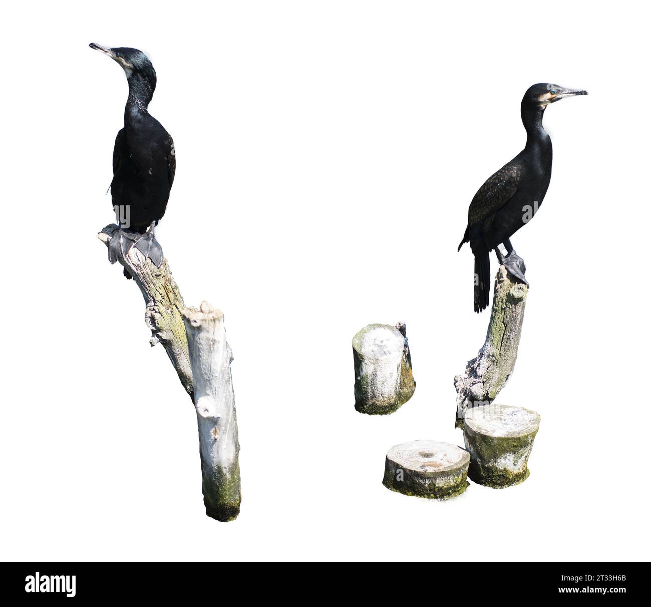 un cormorano su un tronco di legno con uno sfondo trasparente Foto Stock