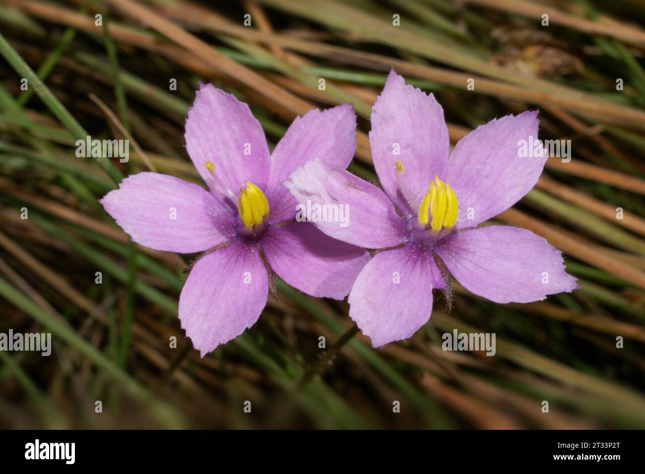 Due fiori della pianta arcobaleno tropicale Byblis filifolia, Northern Territory, Australia Foto Stock