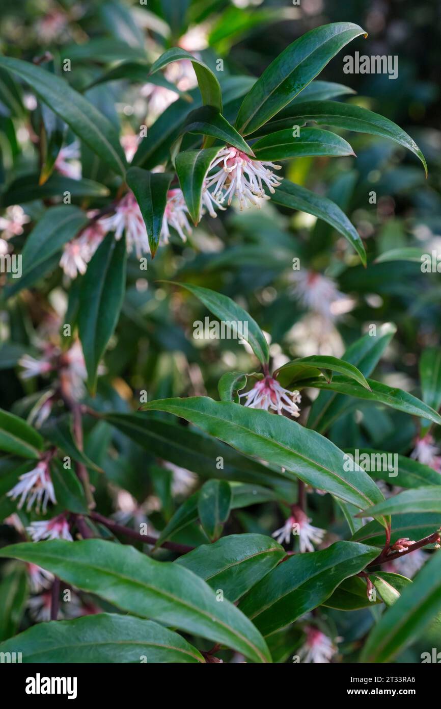 Sarcococca hookeriana varietà digyna, scatola dolce, lanceolato foglie medio-verdi ammassi di piccoli fiori bianchi cremosi Foto Stock