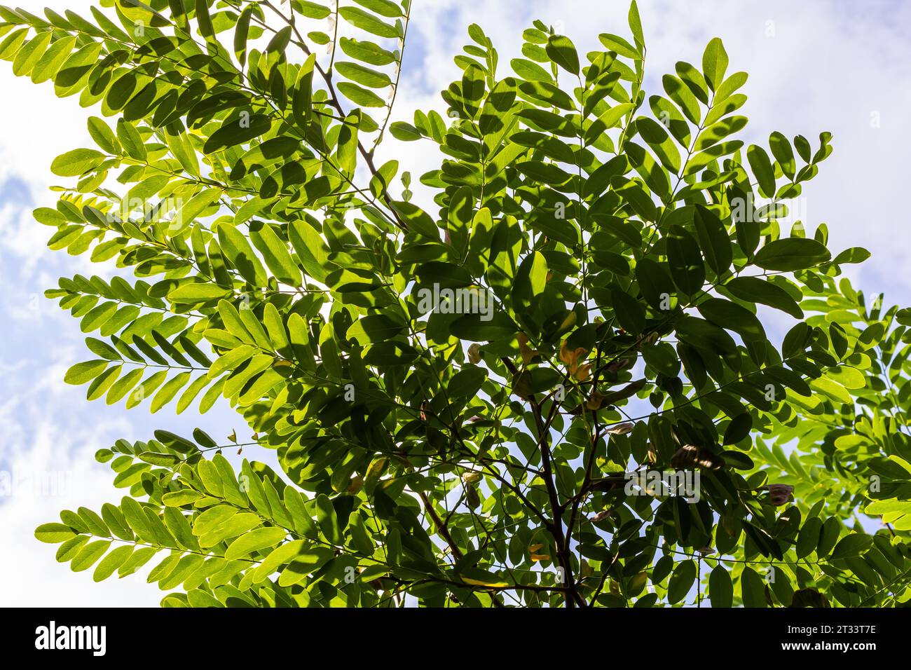 Robinia pseudoacacia, comunemente nota come locusta nera con semi. Foto Stock