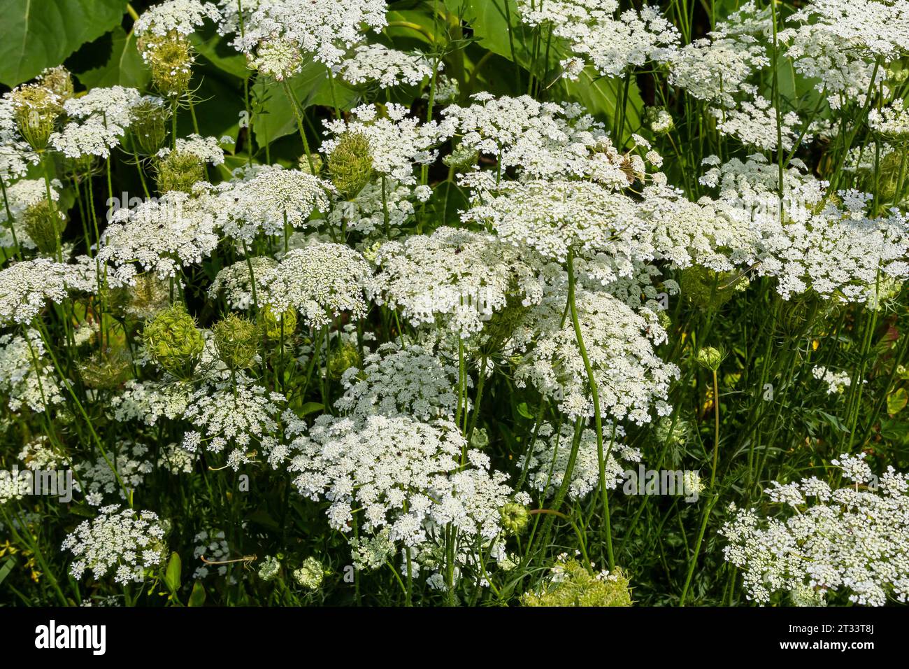 Daucus carota conosciuta come pianta selvatica in fiore. Foto Stock