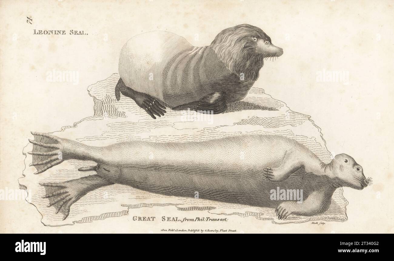 Leone foca Steller, Eumetopias jubatus e specie sconosciute di foca. Sigillo di leonina, Phoca jubata, e sigillo grande delle transazioni filosofiche. Incisione su lastra di rame di James Heath dalla General Zoology di George Shaw: Mammalia, G. Kearsley, Fleet Street, Londra, 1800. Foto Stock