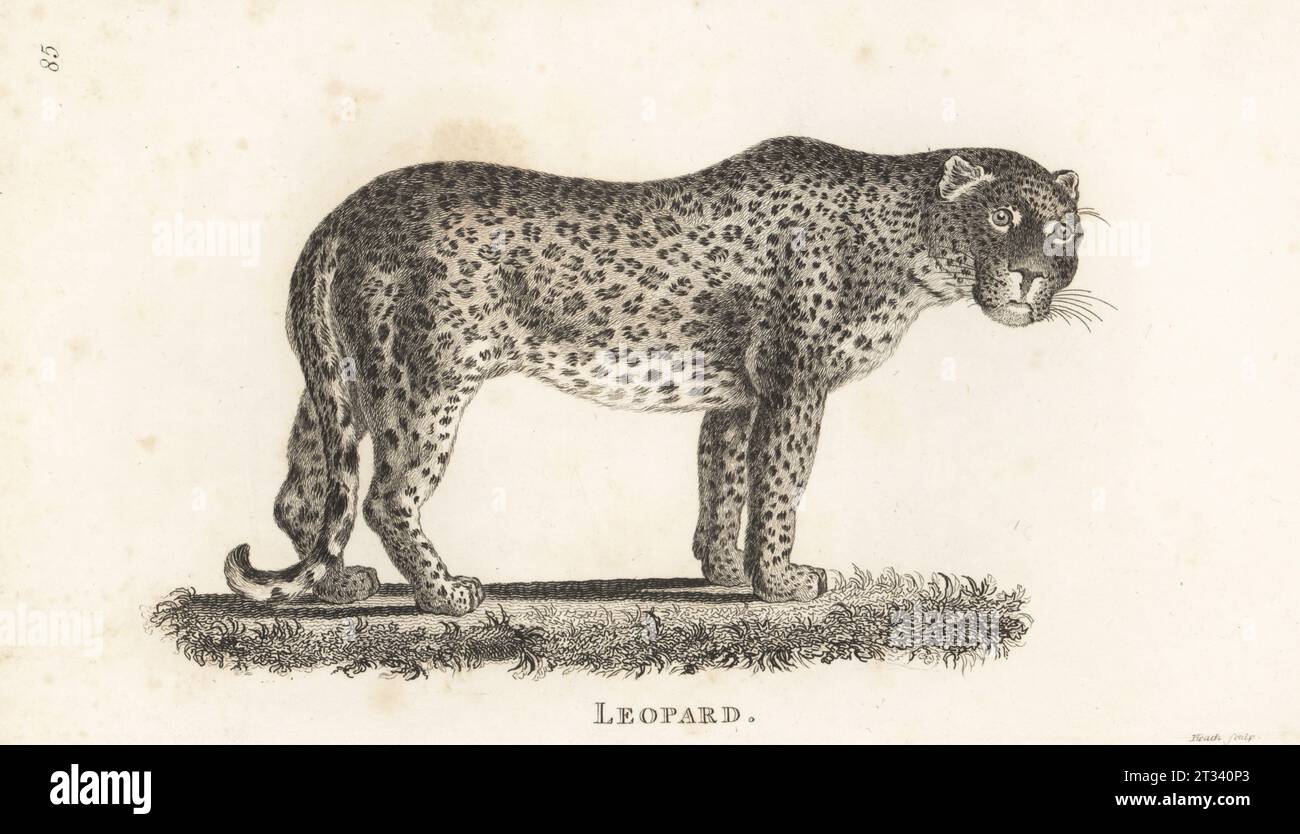 Leopardo, Panthera pardus (Felis leopardus). Incisione su lastra di rame di James Heath dalla General Zoology di George Shaw: Mammalia, G. Kearsley, Fleet Street, Londra, 1800. Foto Stock