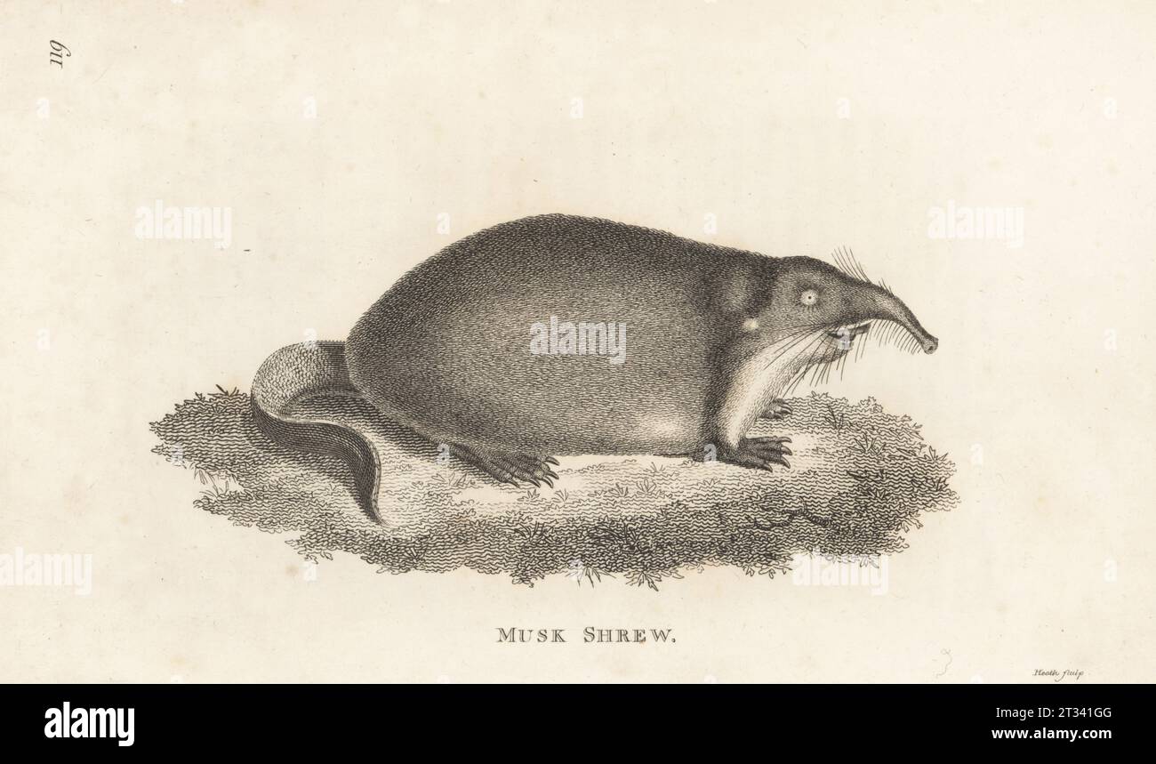 Desman russo, Desmana moschata, in pericolo. Musk shrew, Sorex moschatus. Da un'illustrazione di Pierre Simon Pallas. Incisione su lastra di rame di James Heath dalla General Zoology di George Shaw: Mammalia, G. Kearsley, Fleet Street, Londra, 1800. Foto Stock