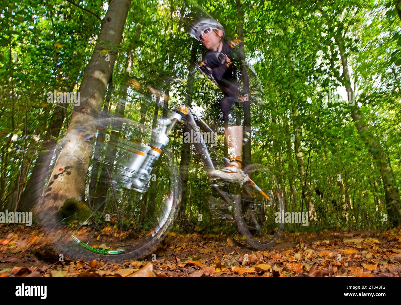 Mountain Bike Rider..Single rider che corre attraverso i boschi in autunno/autunno durante una corsa di fondo.Forest of Dean, Regno Unito Foto Stock