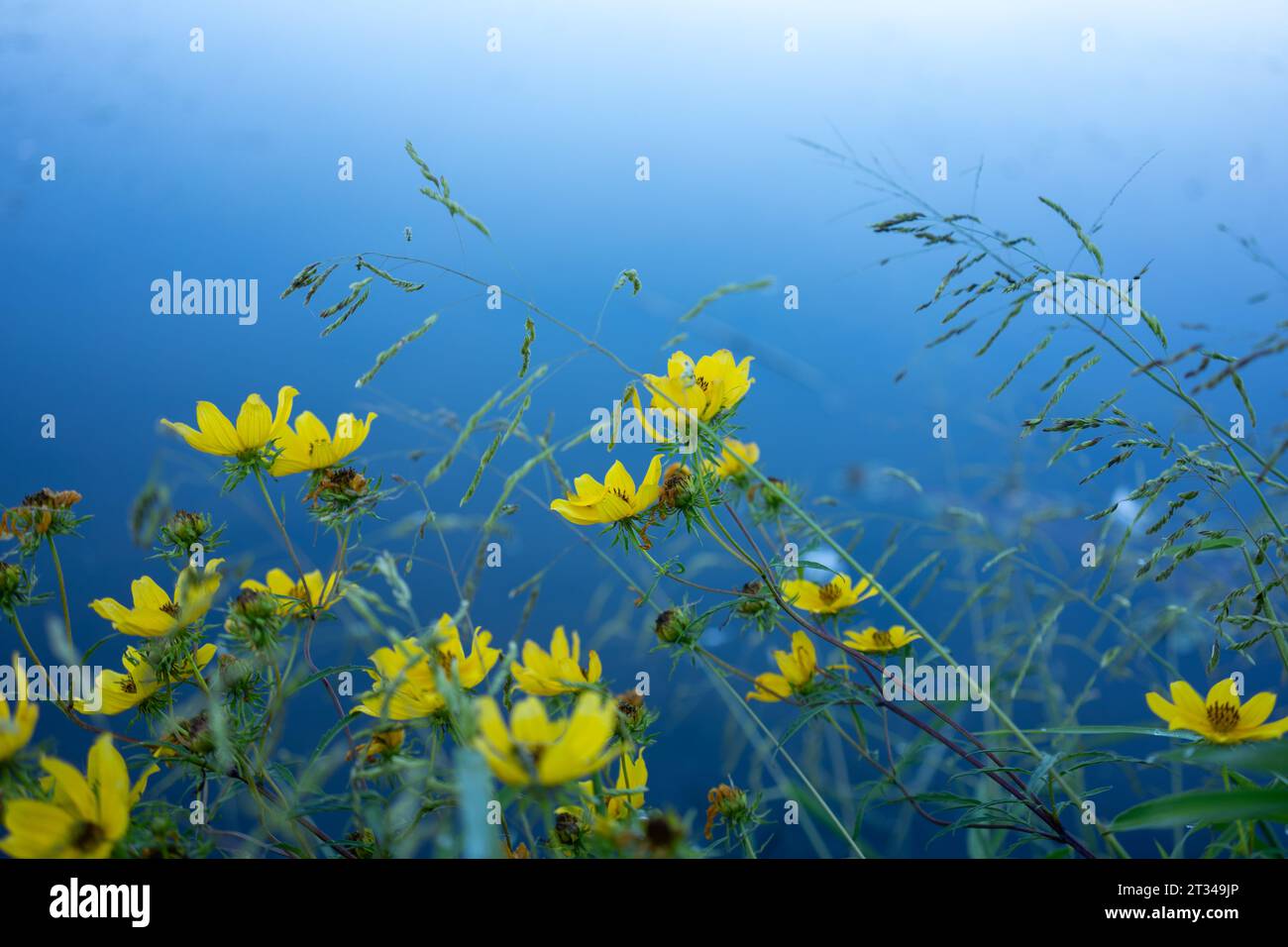 Fiori gialli vivaci in un sereno laghetto con acqua blu Foto Stock