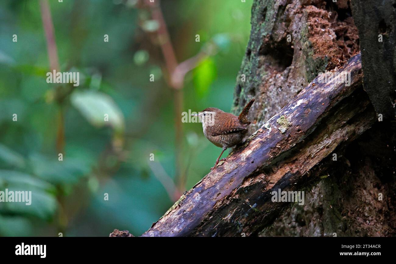 wren eurasiatica nel bosco Foto Stock