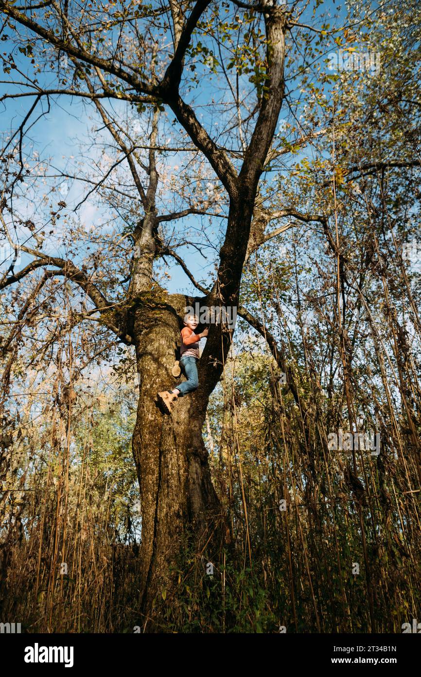 Ragazzo seduto in alto su un albero il giorno d'autunno Foto Stock