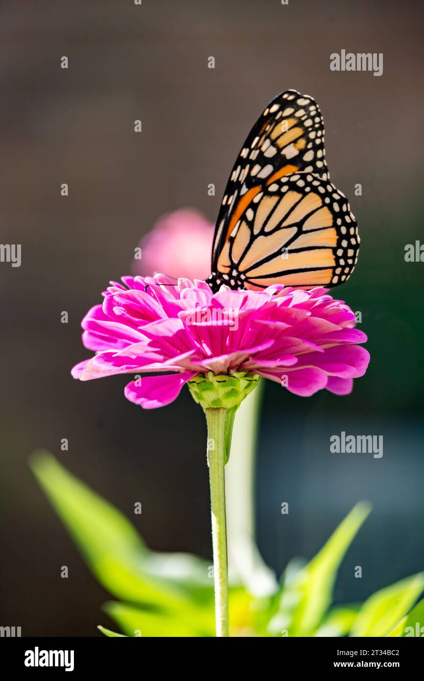 Vista ravvicinata di Un monarca su una spilla soffice fiore Zinnia Foto Stock