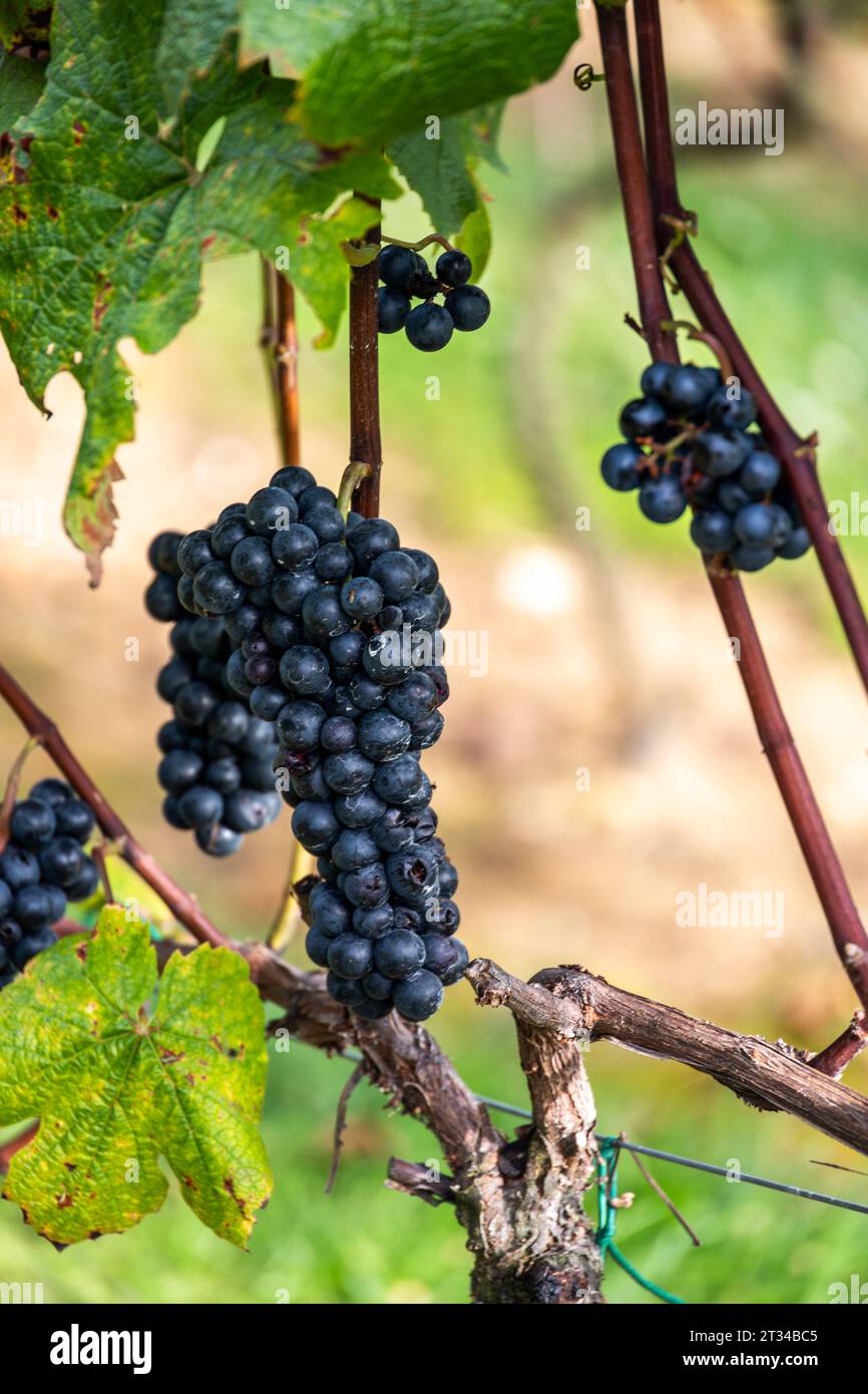 I grappoli di uva crescono sulla vite in un'azienda vinicola Foto Stock