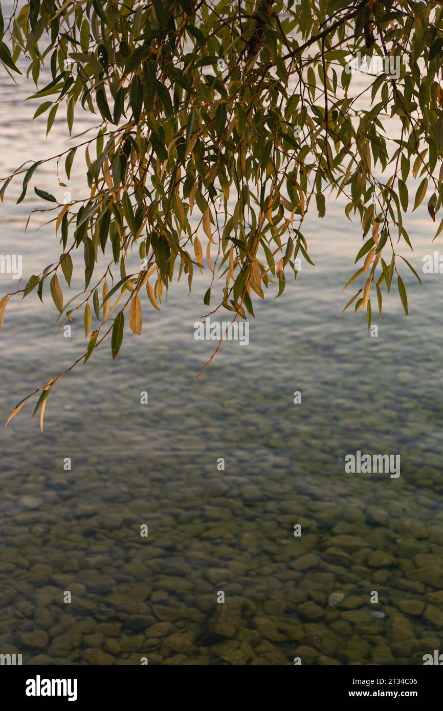 Ramo con foglie autunnali e un bellissimo lago trasparente Foto Stock