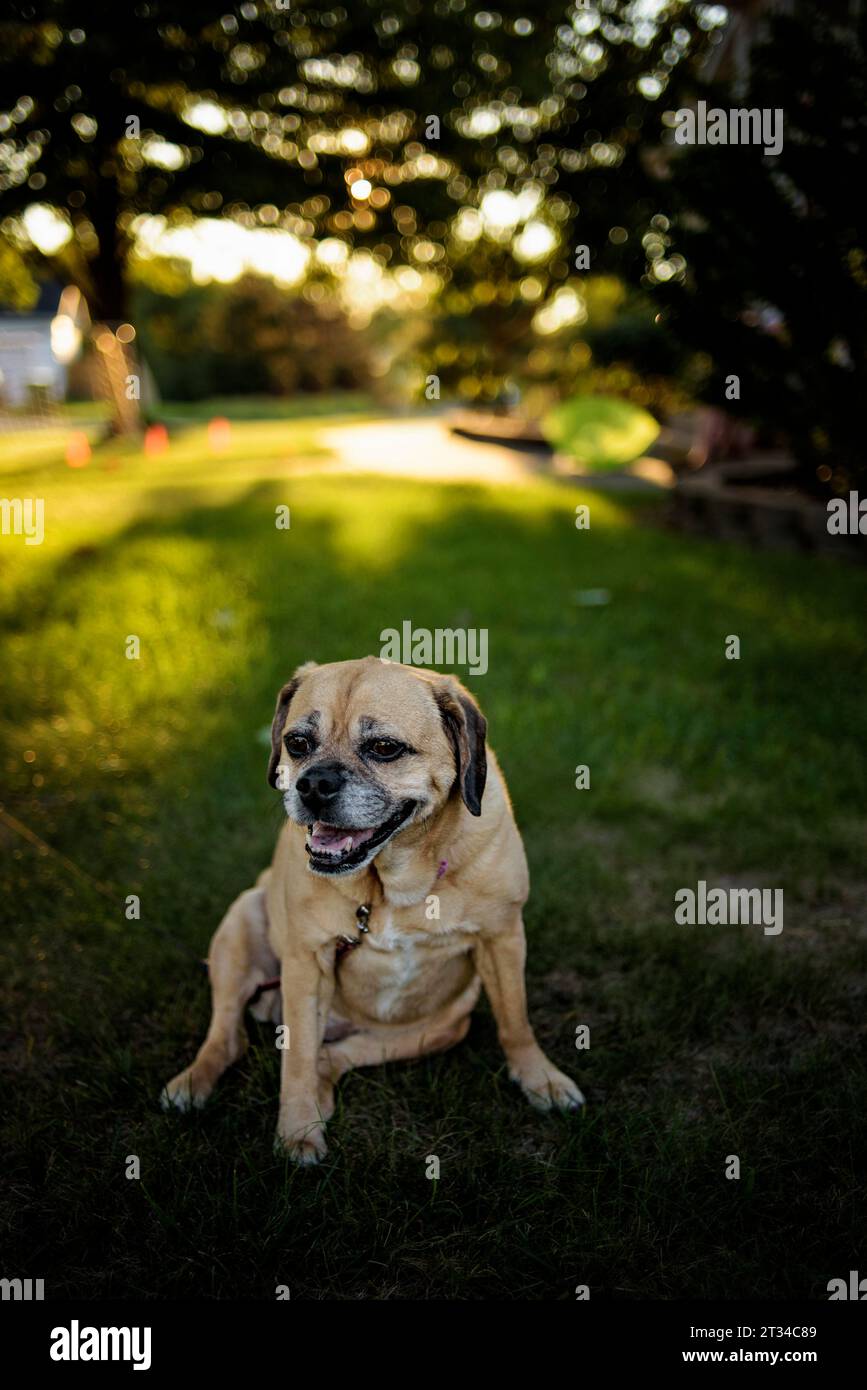 Allegro cane puggle che siede e sorride nell'erba verde al tramonto Foto Stock