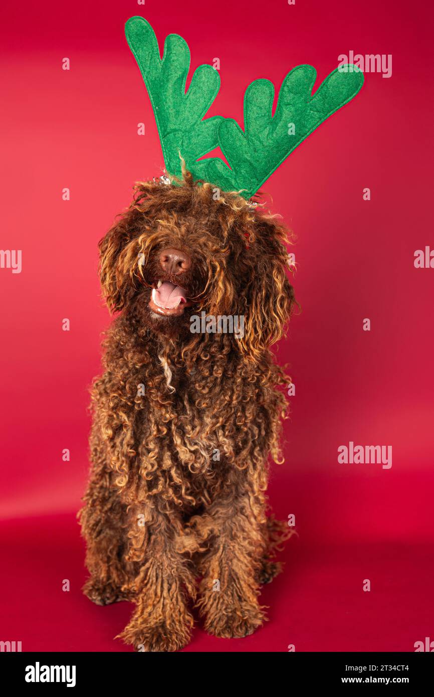 Cane andaluso vestito con corna di renne su sfondo rosso Foto Stock