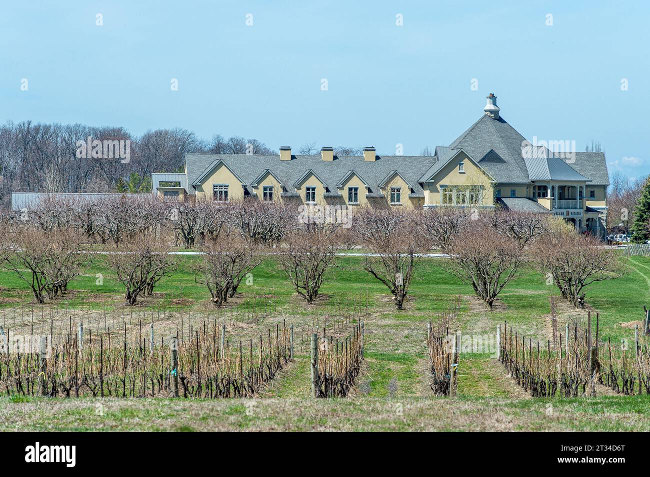Vigneto e frutteto presso la Peller Estates Winery in primavera a Niagara on the Lake in Ontario, Canada Foto Stock
