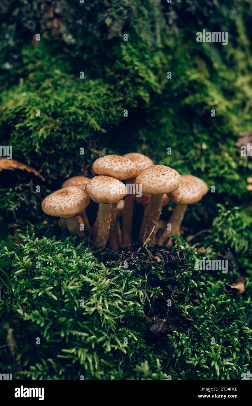 Funghi freschi al miele della foresta Foto Stock