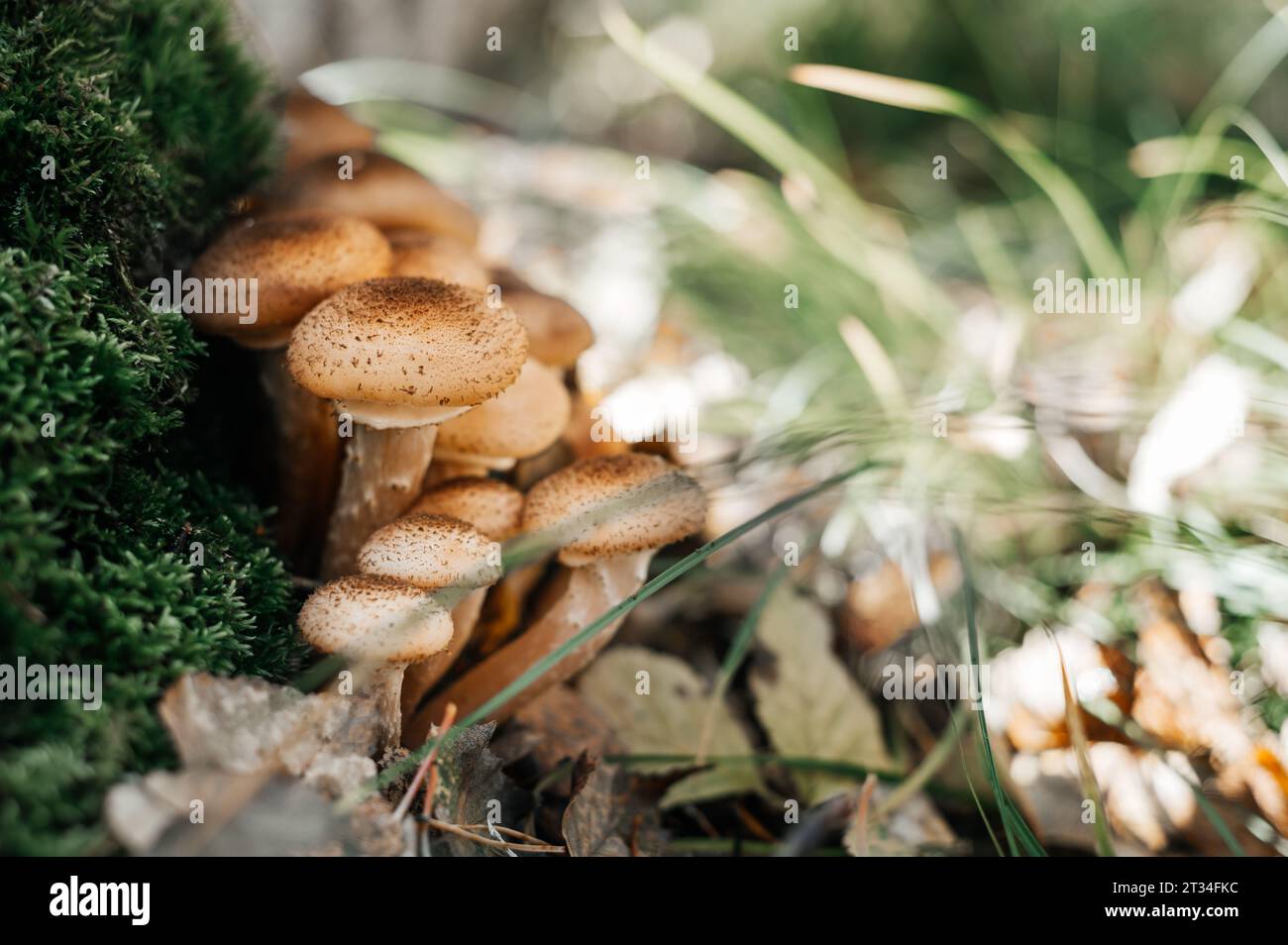 Funghi freschi al miele della foresta Foto Stock