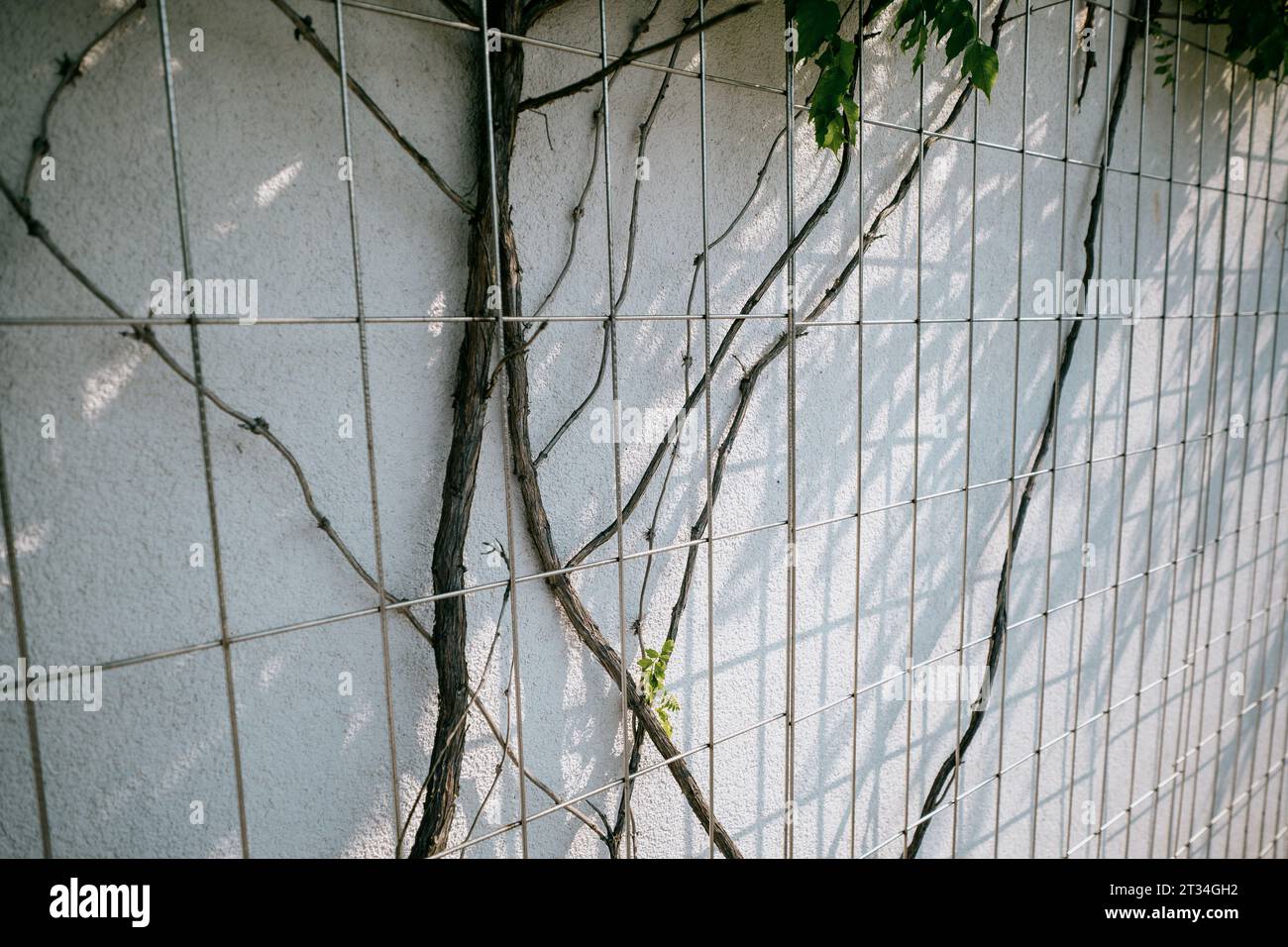 Struttura di supporto per ivy. Rete in acciaio zincato montata a parete. Maglia quadrata. Trellis Foto Stock