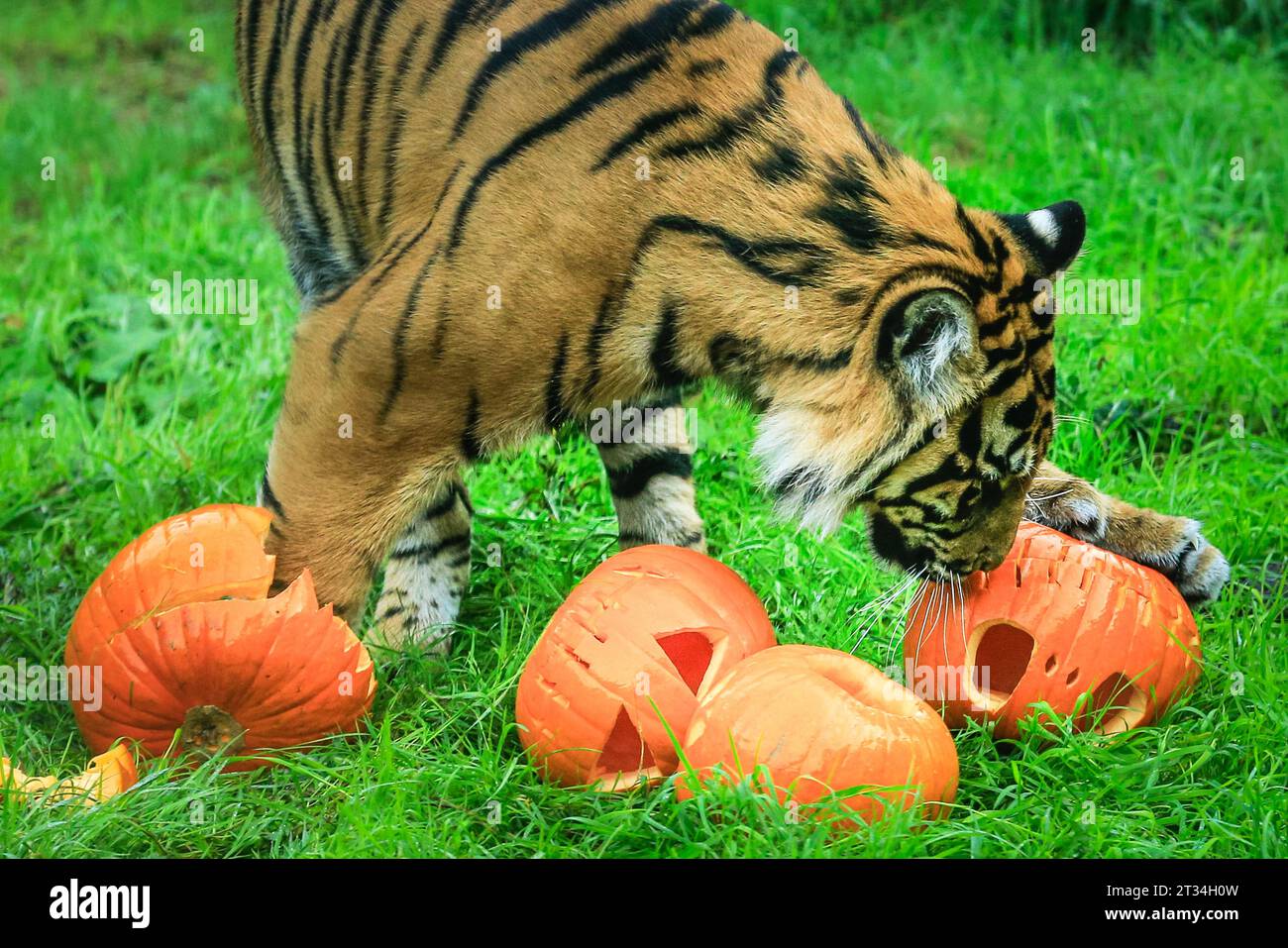 Londra, Regno Unito. 23 ottobre 2023. Zac controlla i dolcetti. Gli adolescenti tigri dello zoo di conservazione, Zac e Crispin, entrambi a rischio critico di estinzione, seguono un sentiero profumato per ricevere il loro regalo di Halloween. Gli animali dello zoo di Londra, uno zoo di conservazione dello ZSL, abbracciano questa stagione spettrale e festeggiano Halloween presto con prelibatezze di zucca. Crediti: Imageplotter/Alamy Live News Foto Stock