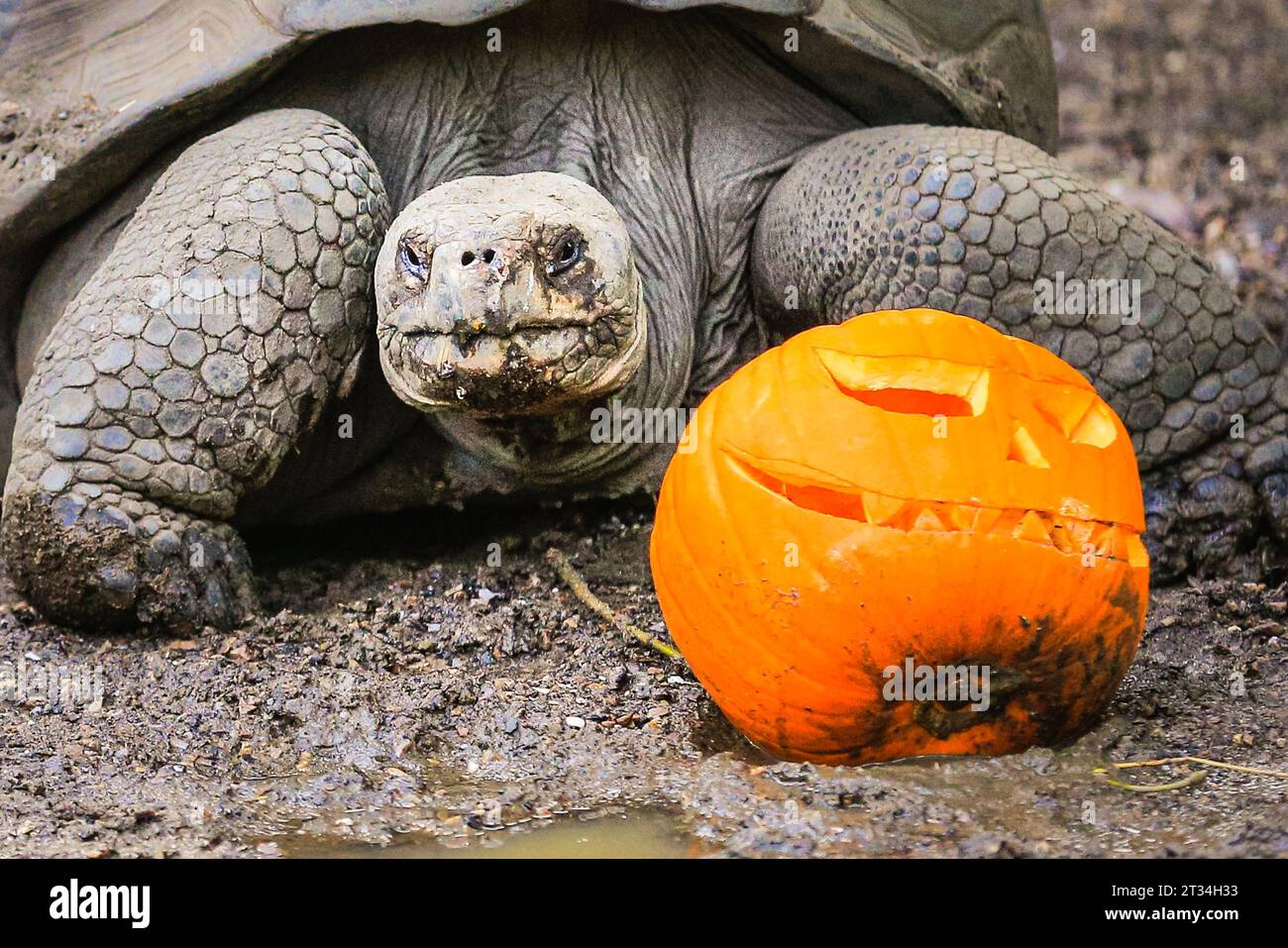 Londra, Regno Unito. 23 ottobre 2023. Le tartarughe delle Galapagos (Chelonoidis niger), Polly, Dolly e Priscilla dello zoo si divertono con le loro delizie salutari. Gli animali dello zoo di Londra, uno zoo di conservazione dello ZSL, abbracciano questa stagione spettrale e festeggiano Halloween presto con prelibatezze di zucca. Crediti: Imageplotter/Alamy Live News Foto Stock