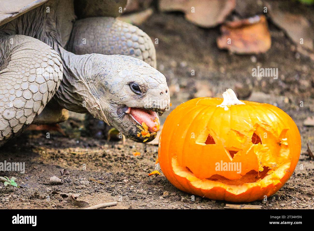 Londra, Regno Unito. 23 ottobre 2023. Le tartarughe delle Galapagos (Chelonoidis niger), Polly, Dolly e Priscilla dello zoo si divertono con le loro delizie salutari. Gli animali dello zoo di Londra, uno zoo di conservazione dello ZSL, abbracciano questa stagione spettrale e festeggiano Halloween presto con prelibatezze di zucca. Crediti: Imageplotter/Alamy Live News Foto Stock