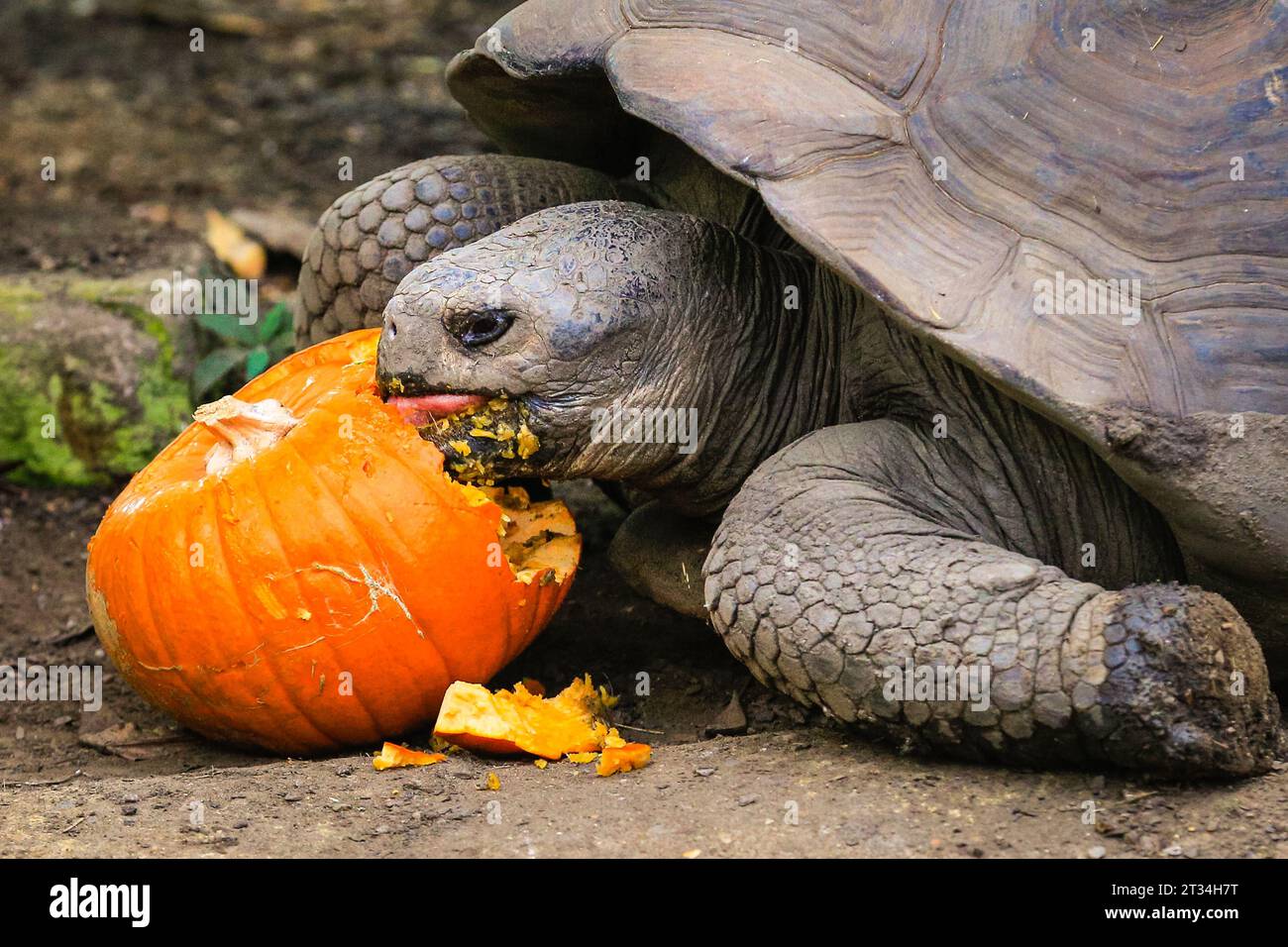 Londra, Regno Unito. 23 ottobre 2023. A Priscilla piace il suo dolce pompino. Le tartarughe delle Galapagos (Chelonoidis niger), Polly, Dolly e Priscilla dello zoo si divertono con le loro delizie salutari. Gli animali dello zoo di Londra, uno zoo di conservazione dello ZSL, abbracciano questa stagione spettrale e festeggiano Halloween presto con prelibatezze di zucca. Crediti: Imageplotter/Alamy Live News Foto Stock