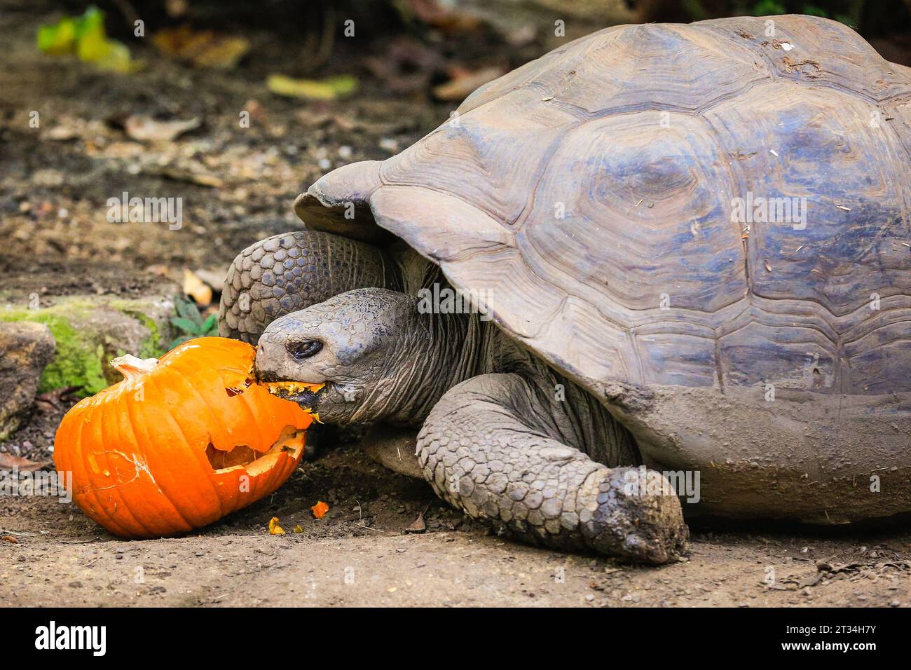 Londra, Regno Unito. 23 ottobre 2023. A Priscilla piace il suo dolce pompino. Le tartarughe delle Galapagos (Chelonoidis niger), Polly, Dolly e Priscilla dello zoo si divertono con le loro delizie salutari. Gli animali dello zoo di Londra, uno zoo di conservazione dello ZSL, abbracciano questa stagione spettrale e festeggiano Halloween presto con prelibatezze di zucca. Crediti: Imageplotter/Alamy Live News Foto Stock