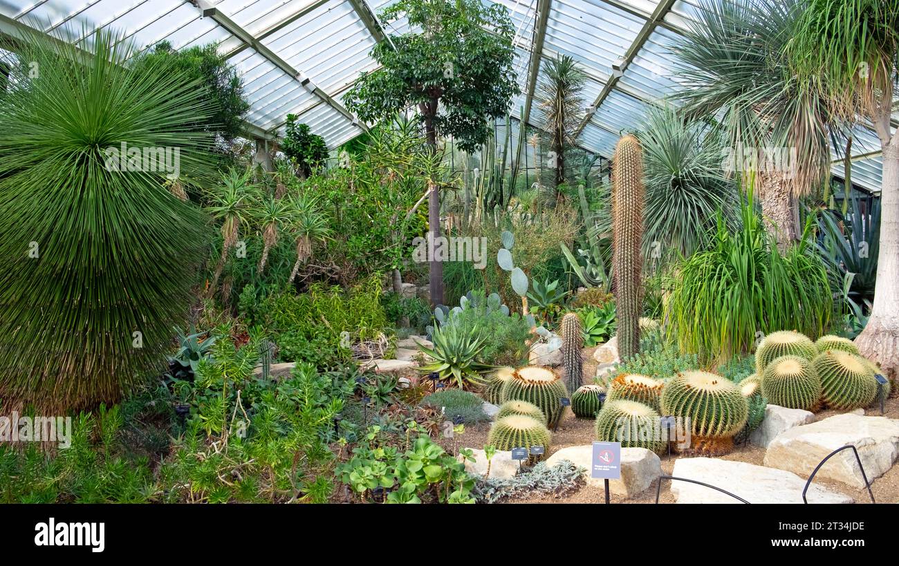 Echinocactus grusonii cacti o Golden Barrel Cactus dal Messico che cresce all'interno del Conservatorio della Principessa del Galles presso i Kew Gardens di Londra, Inghilterra, Regno Unito Foto Stock