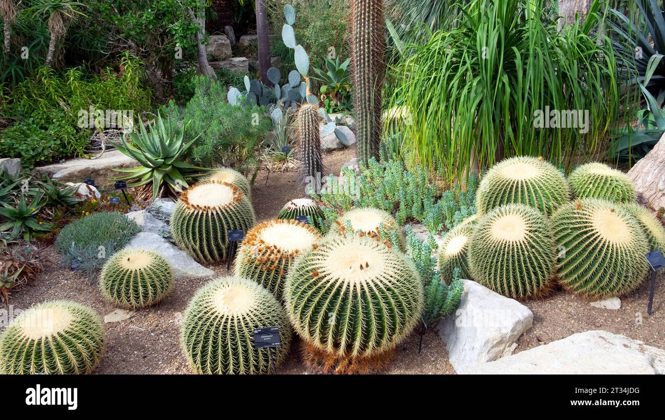 Echinocactus grusonii cacti o Golden Barrel Cactus dal Messico che cresce all'interno del Conservatorio della Principessa del Galles presso i Kew Gardens di Londra, Inghilterra, Regno Unito Foto Stock