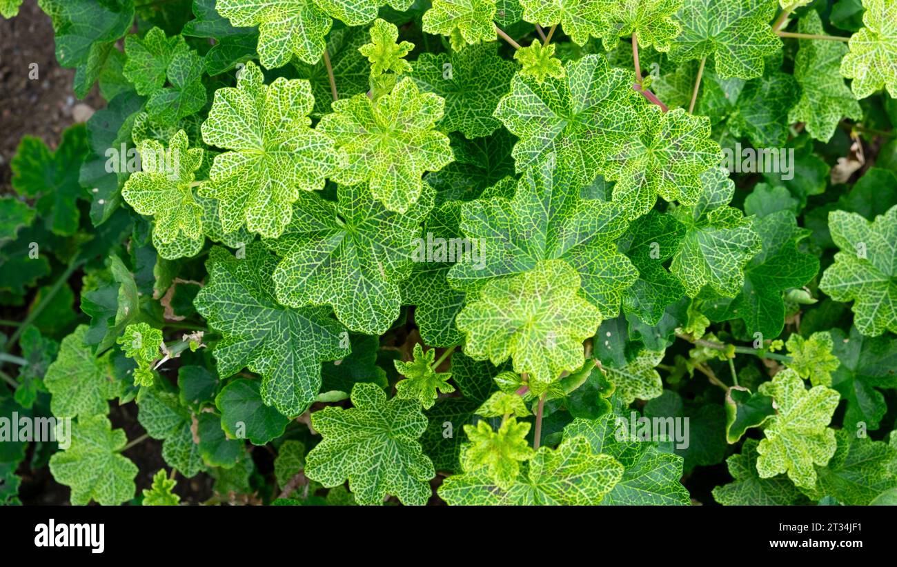 Foglie variegate di pelargonium wantirna nel Princess of Wales Conservatory Kew Gardens Richmond Londra Inghilterra Gran Bretagna KATHY DEWITT Foto Stock