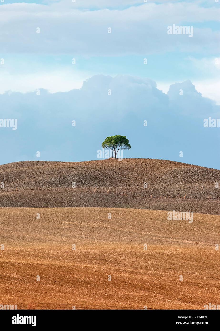Paesaggio rurale toscano in inverno con un albero solitario in cima alla collina. Foto Stock