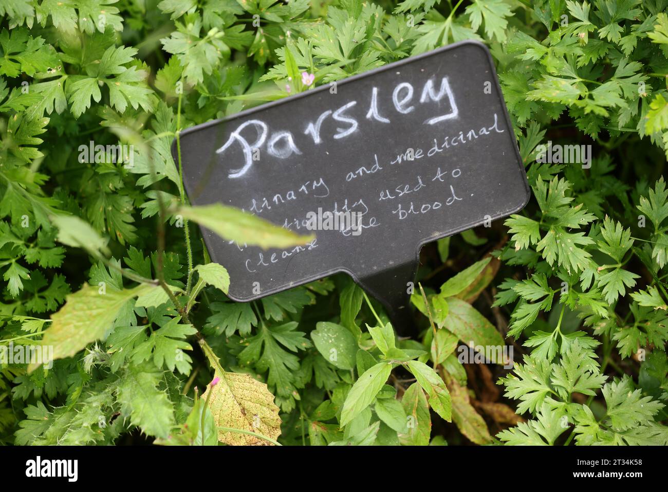Una selezione di etichette di piante raffigurate accanto alle piante in crescita al Weald & Downland Museum di Chichester, West Sussex, Regno Unito. Foto Stock