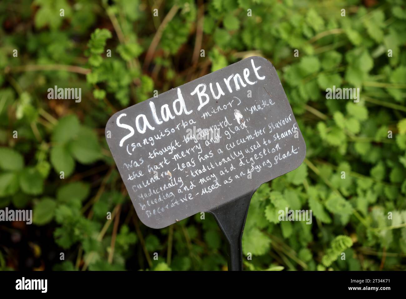 Una selezione di etichette di piante raffigurate accanto alle piante in crescita al Weald & Downland Museum di Chichester, West Sussex, Regno Unito. Foto Stock