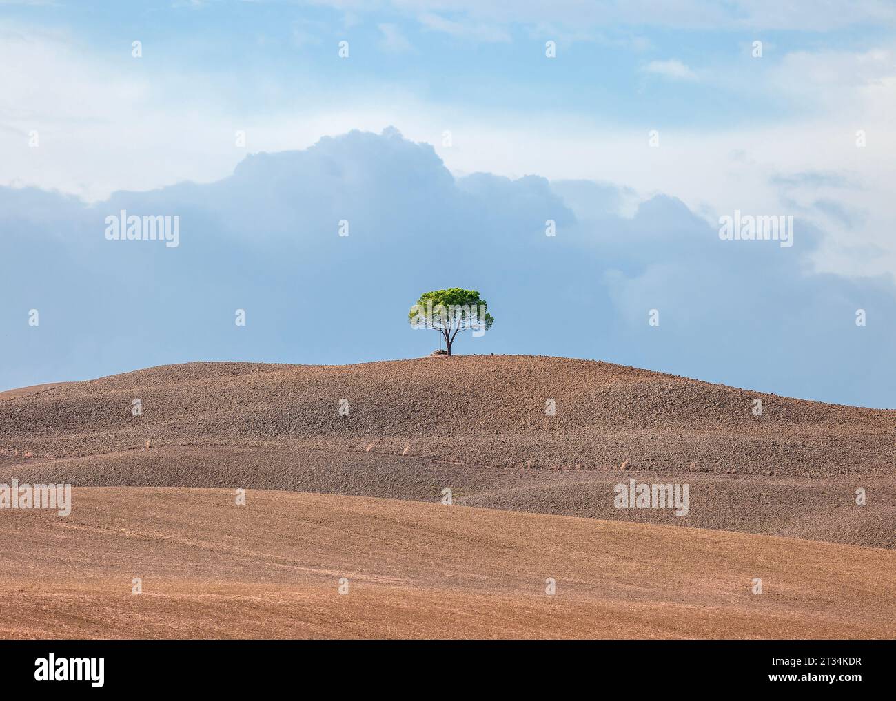Un paesaggio toscano rurale sereno con un ampio campo arato, un albero solitario centrale e un cielo azzurro attraversato da delicate nuvole bianche. Foto Stock