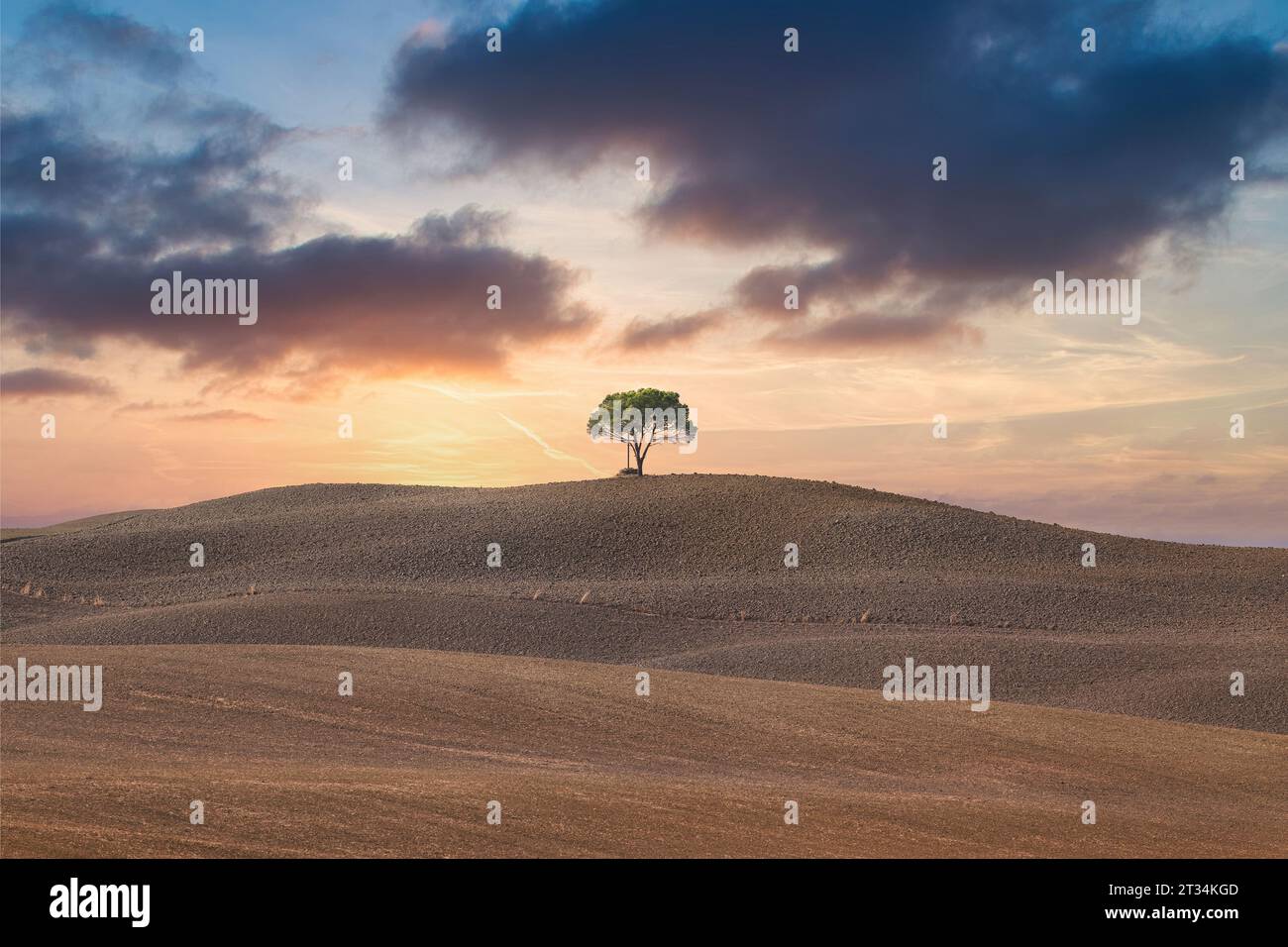Paesaggio rurale toscano in inverno con un albero solitario in cima alla collina. Foto Stock