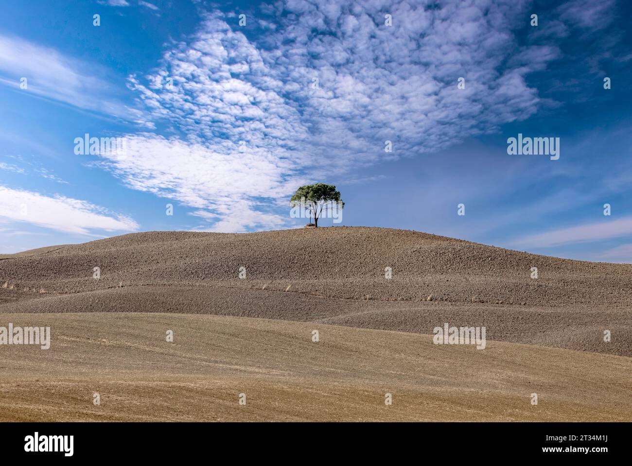 Un paesaggio rurale sereno con un ampio campo arato, un albero solitario centrale e un cielo azzurro attraversato da delicate nuvole bianche. Foto Stock