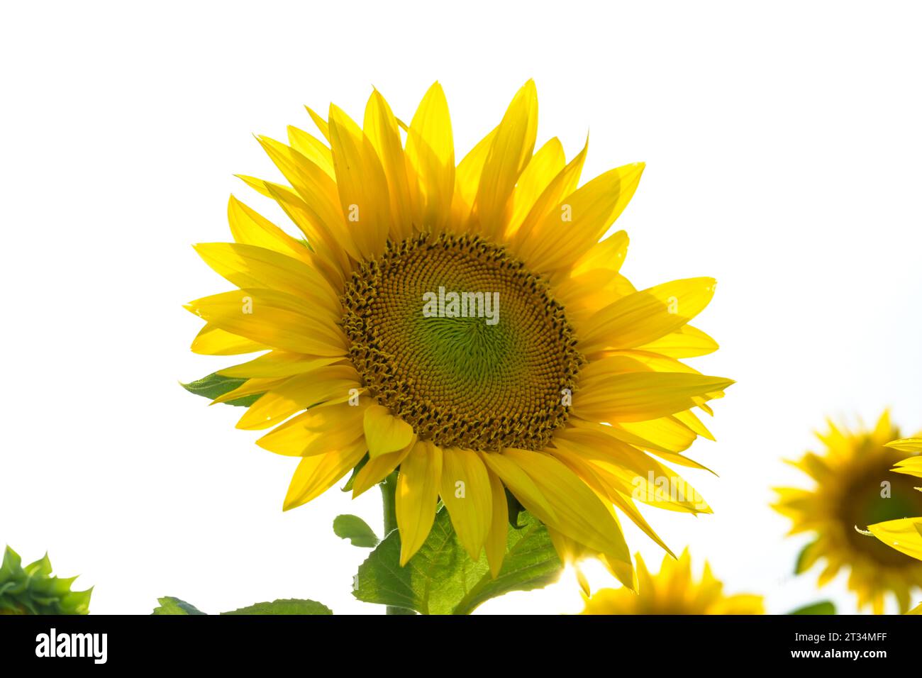 Sonnenblume, Feld bei Brachwitz, Sachsen-Anhalt, Deutschland Foto Stock